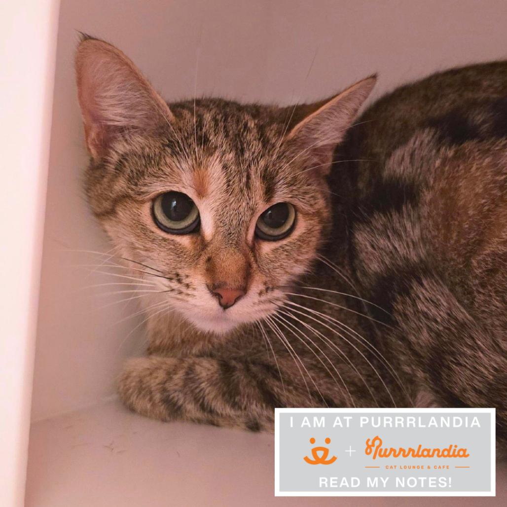 Applesauce, Adoptable, Adult Female Domestic Short Hair.