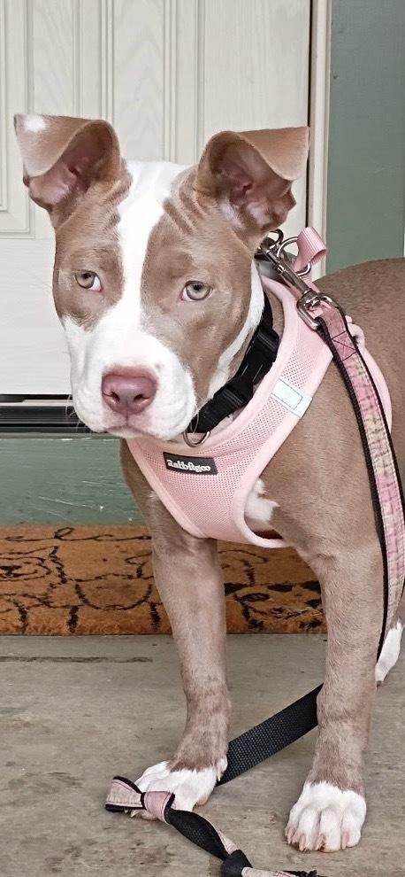 Pretty, Adoptable, Puppy Female Pit Bull Terrier.