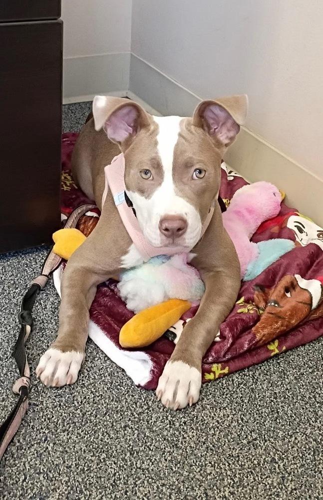 Enlarge Pretty, a Adoptable mixed breed in Pleasant Hill, CA image 2/6