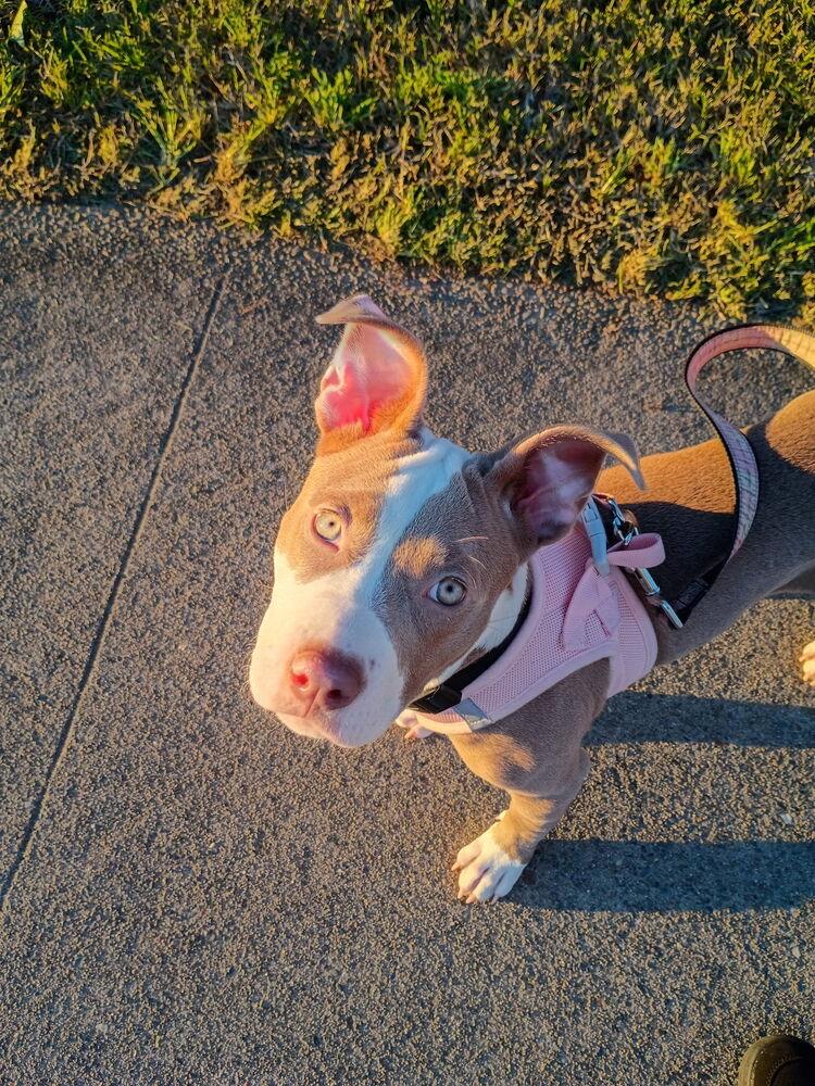 Enlarge Pretty, a Adoptable mixed breed in Pleasant Hill, CA image 4/6