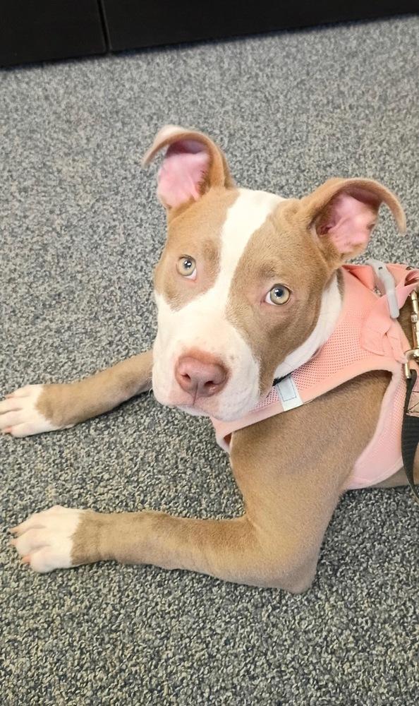 Enlarge Pretty, a Adoptable mixed breed in Pleasant Hill, CA image 5/6