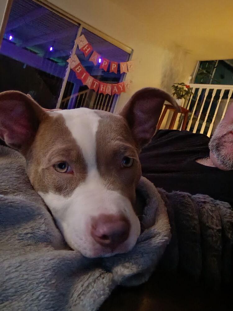 Enlarge Pretty, a Adoptable mixed breed in Pleasant Hill, CA image 6/6