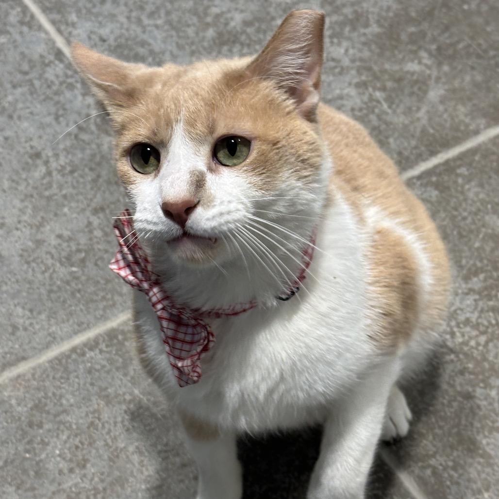 Enlarge Duke, a Adoptable Domestic Short Hair in Matteson, IL image 1/6
