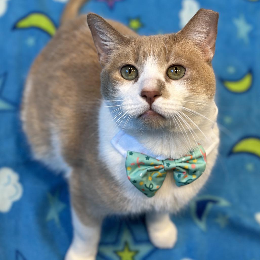 Enlarge Duke, a Adoptable Domestic Short Hair in Matteson, IL image 2/6