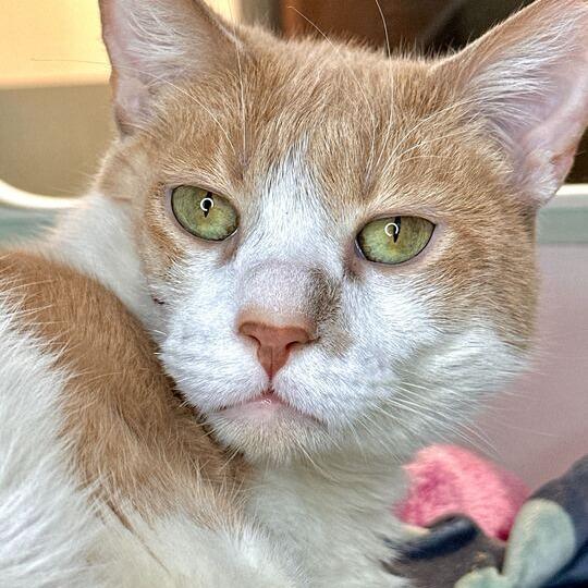 Enlarge Duke, a Adoptable Domestic Short Hair in Matteson, IL image 3/6