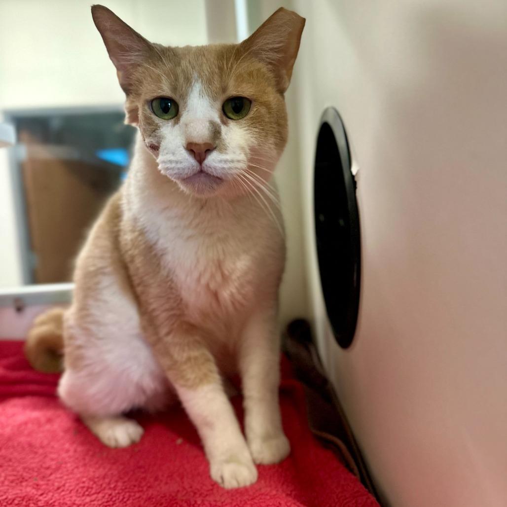 Enlarge Duke, a Adoptable Domestic Short Hair in Matteson, IL image 4/6