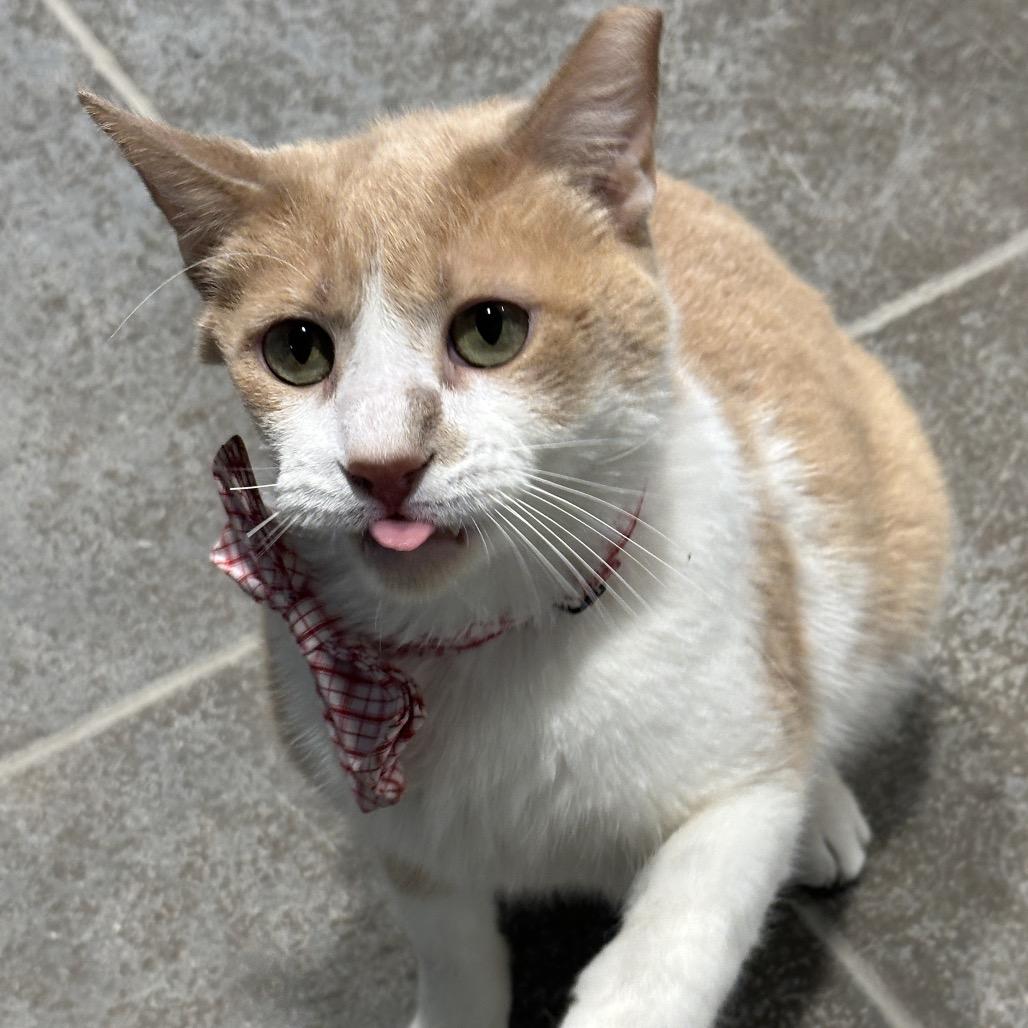 Enlarge Duke, a Adoptable Domestic Short Hair in Matteson, IL image 5/6