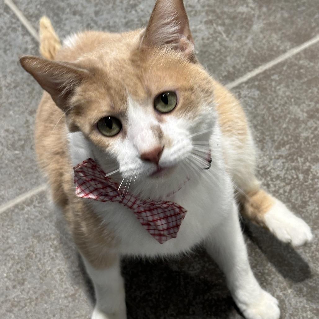 Enlarge Duke, a Adoptable Domestic Short Hair in Matteson, IL image 6/6