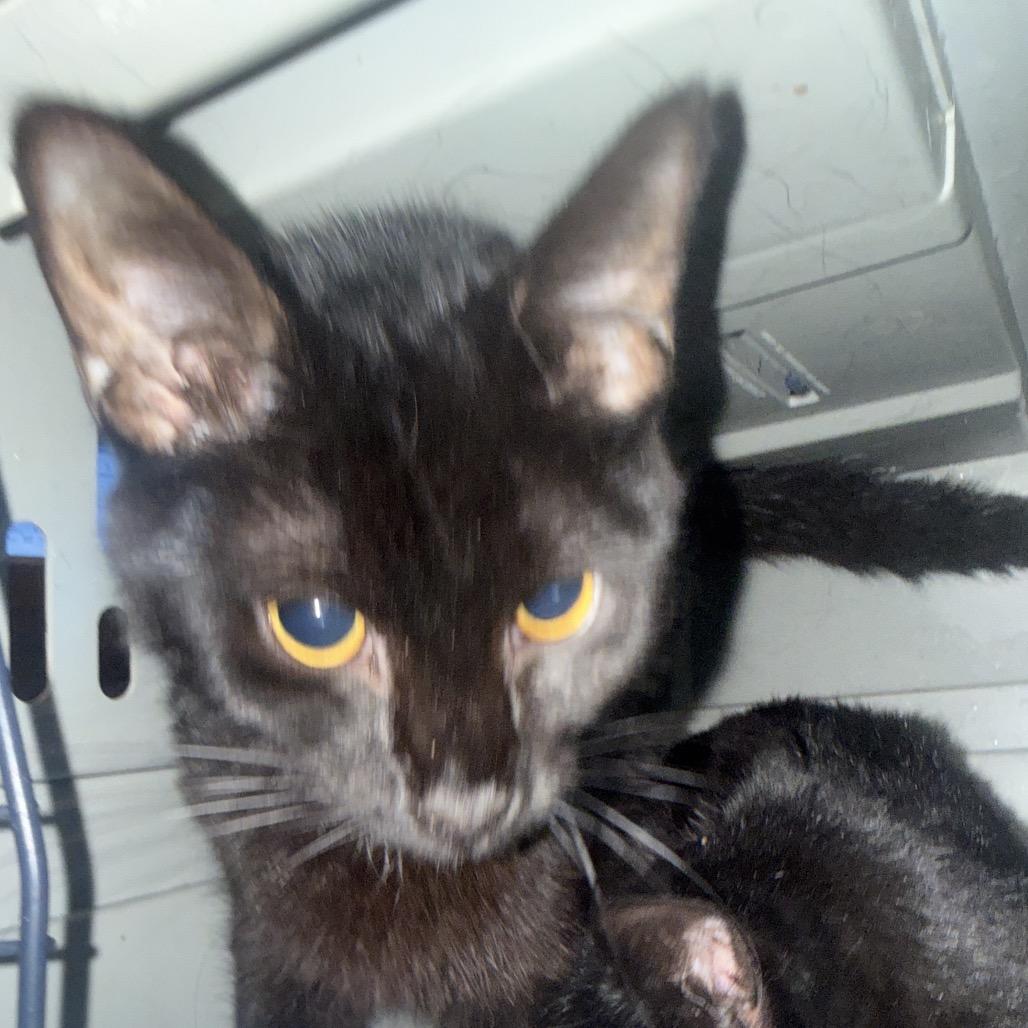 Enlarge Cocoa, a Adoptable Domestic Short Hair in Granby, MO image 1/1