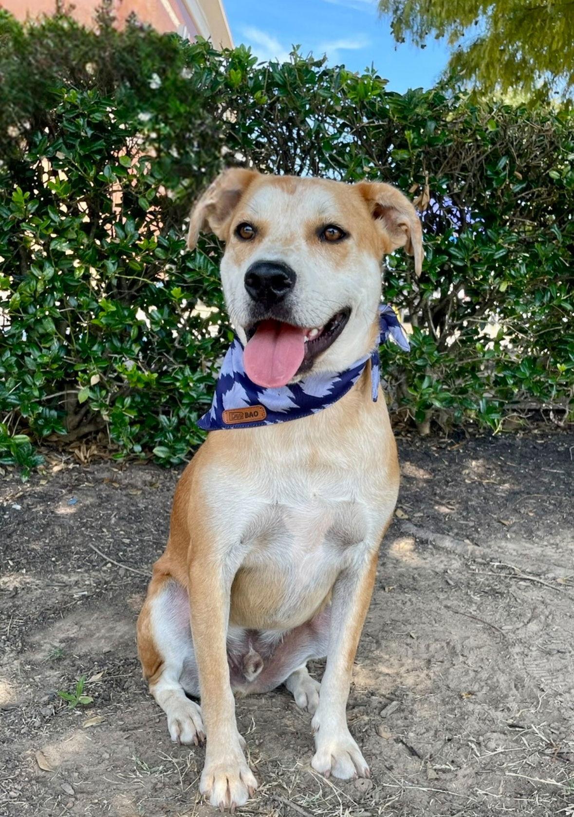 DOZER, Adoptable, Adult Male Carolina Dog.