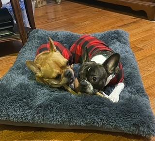 Enlarge Sophie and Louie, a Adopted French Bulldog in Hopewell Jct, NY image 4/6