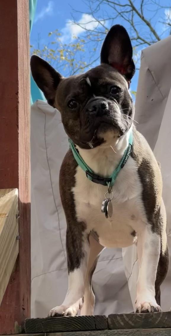 Enlarge Sophie and Louie, a Adopted French Bulldog in Hopewell Jct, NY image 3/6