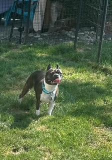Enlarge Sophie and Louie, a Adopted French Bulldog in Hopewell Jct, NY image 5/6