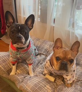 Sophie and Louie, Adopted, Adult Male French Bulldog.