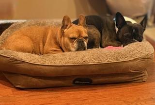 Enlarge Sophie and Louie, a Adopted French Bulldog in Hopewell Jct, NY image 6/6