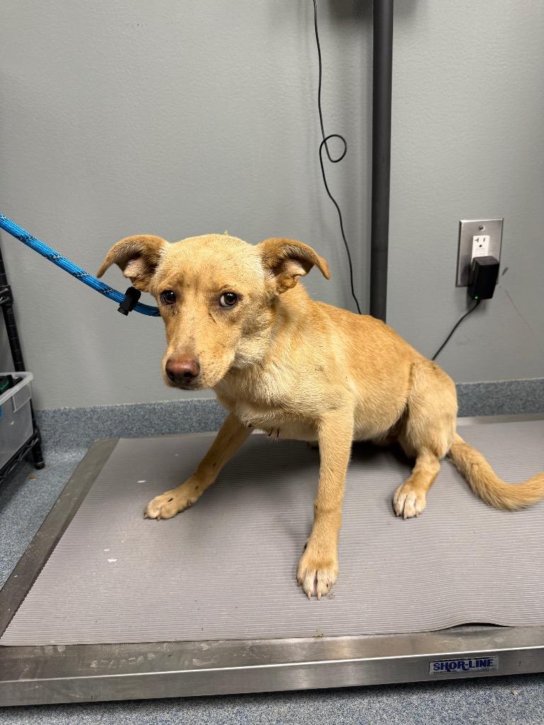 Enlarge Diane, a Adoptable mixed breed in Sapulpa, OK image 1/1