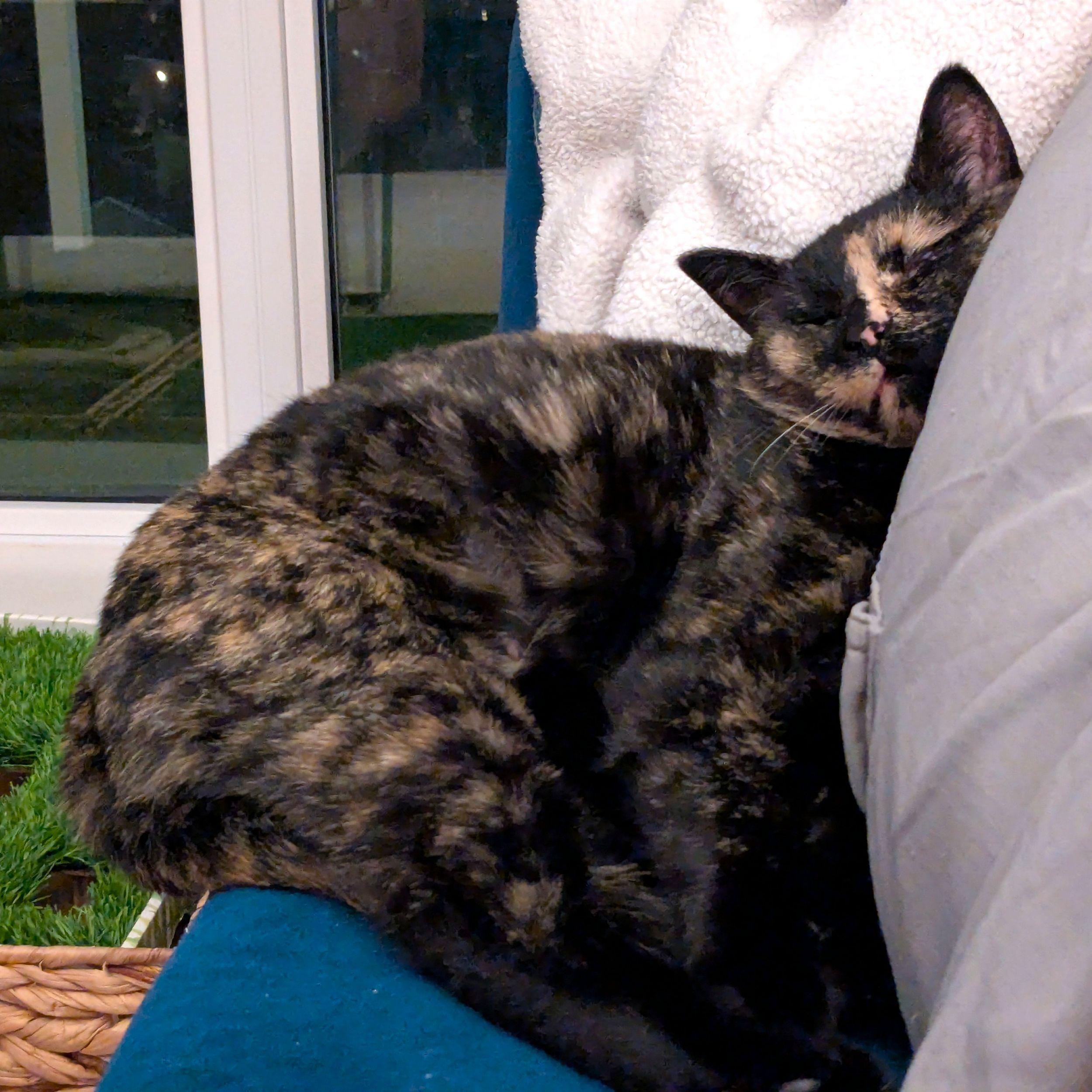 Elvira, a Adoptable Domestic Short Hair in Calgary, AB image 1/5