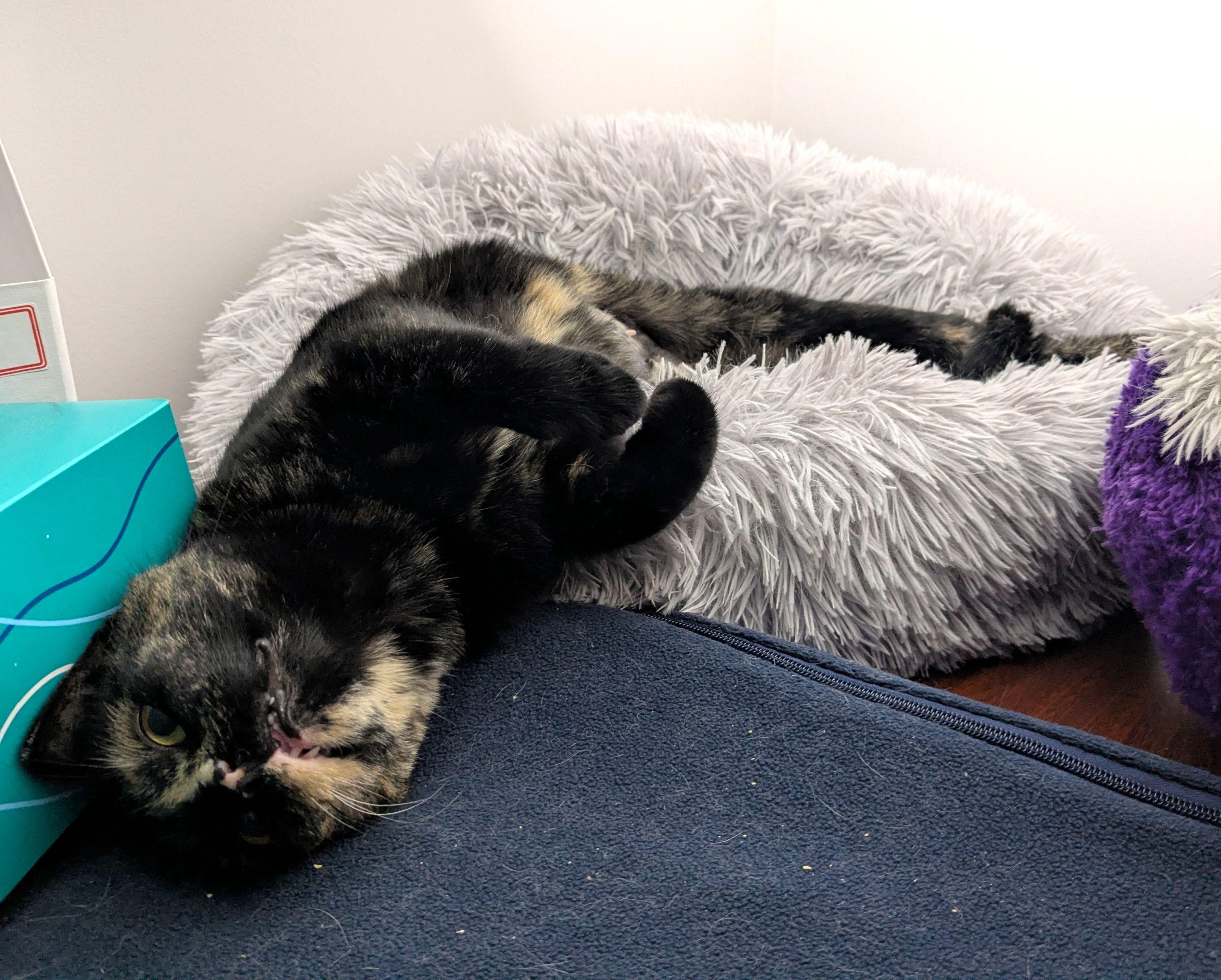 Elvira, a Adoptable Domestic Short Hair in Calgary, AB image 3/5