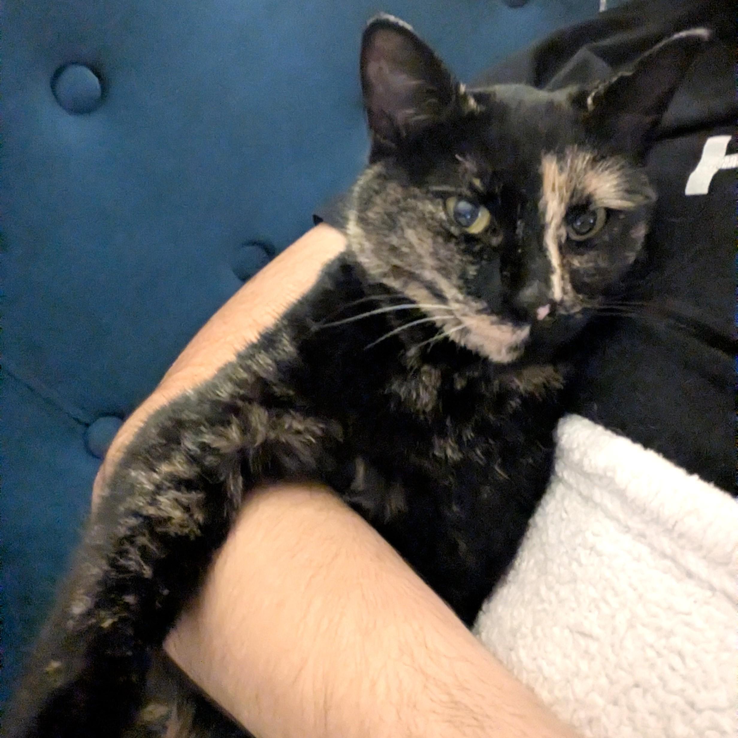 Elvira, a Adoptable Domestic Short Hair in Calgary, AB image 5/5