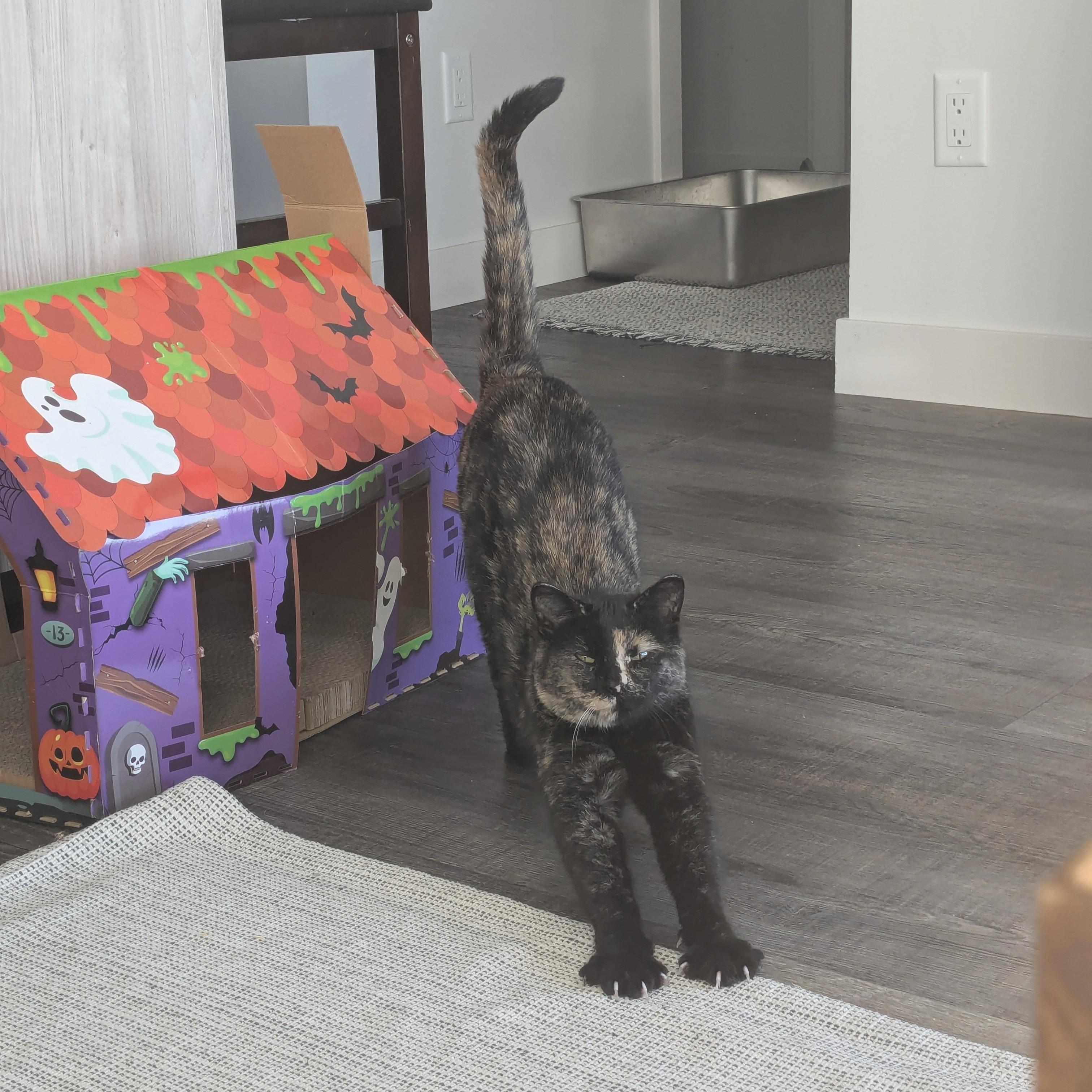 Elvira, a Adoptable Domestic Short Hair in Calgary, AB image 4/5