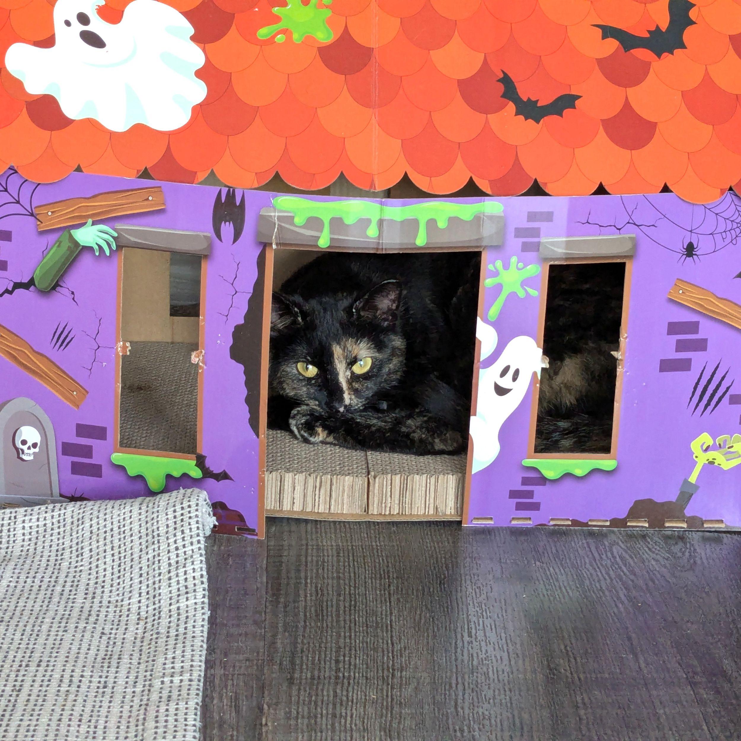 Elvira, Adoptable, Adult Female Domestic Short Hair.