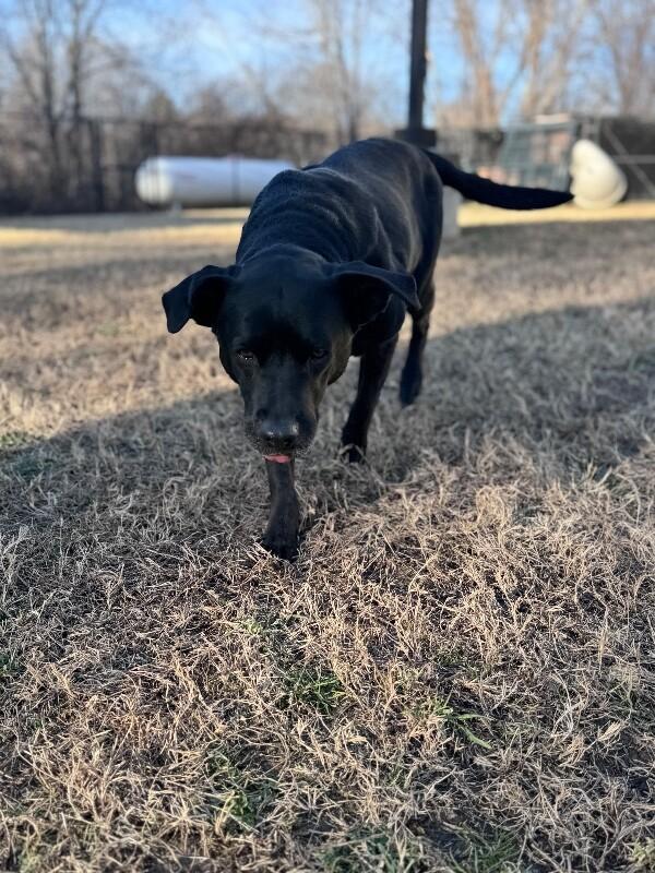 Mavis, Adoptable, Adult Female Black Labrador Retriever & Mixed Breed.
