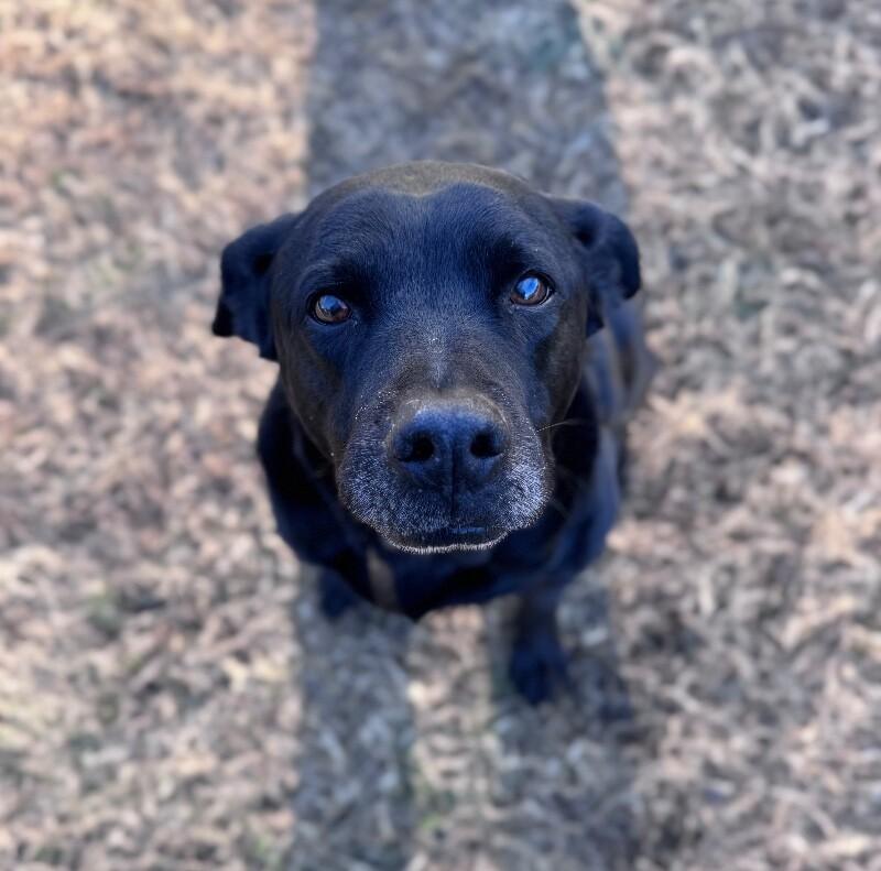 Enlarge Mavis, a Adoptable mixed breed in Disputanta, VA image 1/6