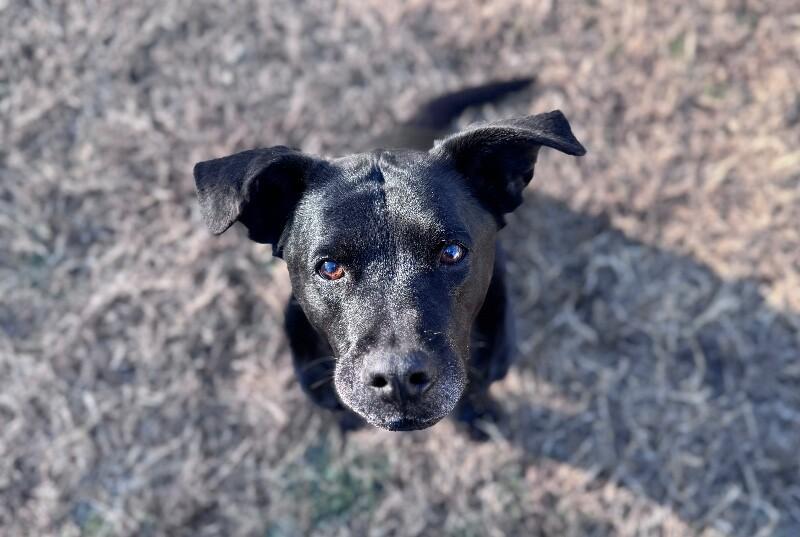 Enlarge Mavis, a Adoptable mixed breed in Disputanta, VA image 2/6