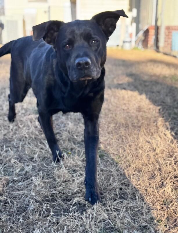 Enlarge Mavis, a Adoptable mixed breed in Disputanta, VA image 3/6