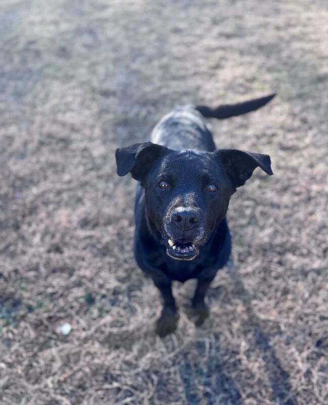 Enlarge Mavis, a Adoptable mixed breed in Disputanta, VA image 4/6