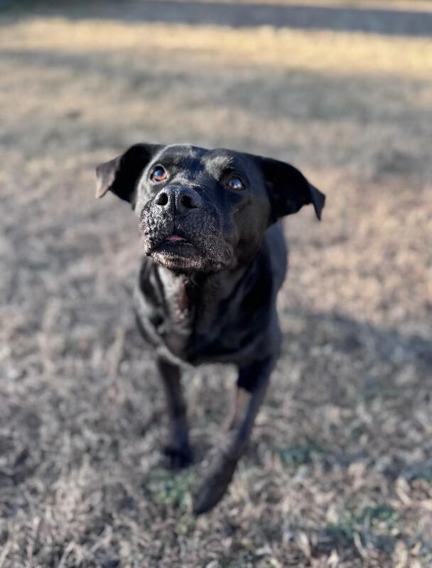 Enlarge Mavis, a Adoptable mixed breed in Disputanta, VA image 5/6