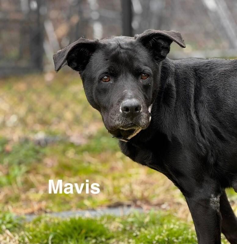 Enlarge Mavis, a Adoptable mixed breed in Disputanta, VA image 6/6