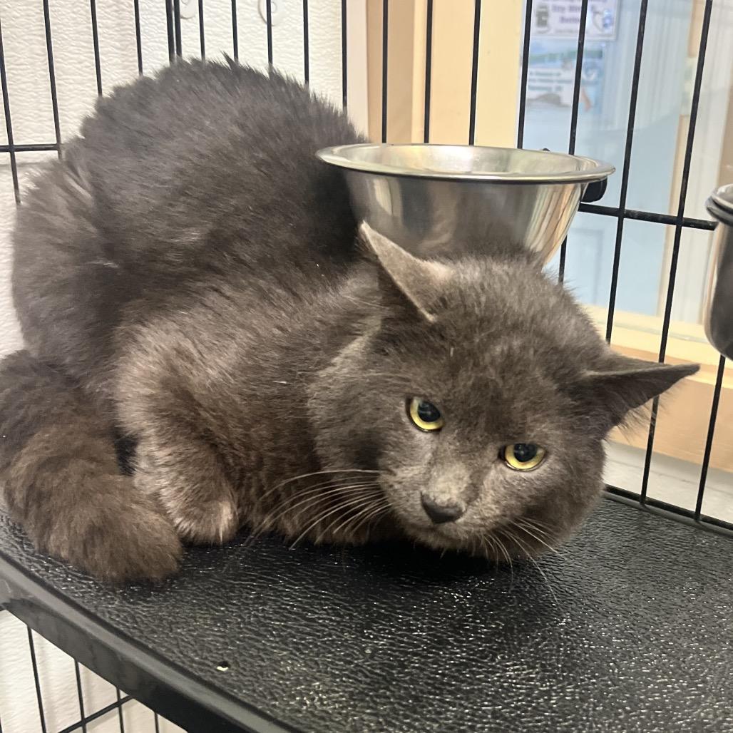 Rally, Adoptable, Adult Male Domestic Medium Hair.
