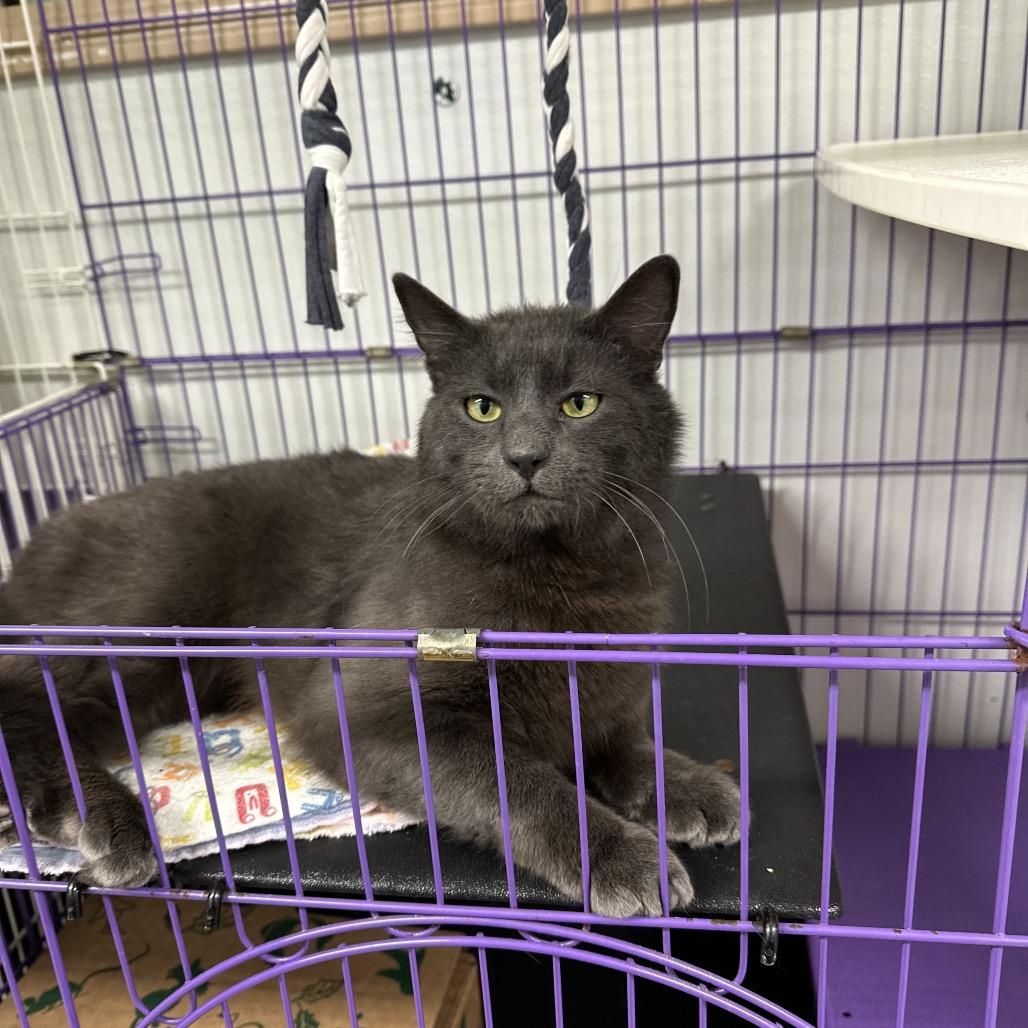 Enlarge Rally, a Adoptable Domestic Medium Hair in Priest River, ID image 2/3