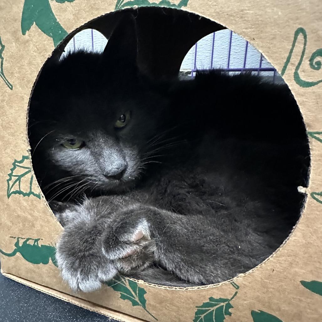 Enlarge Rally, a Adoptable Domestic Medium Hair in Priest River, ID image 2/2