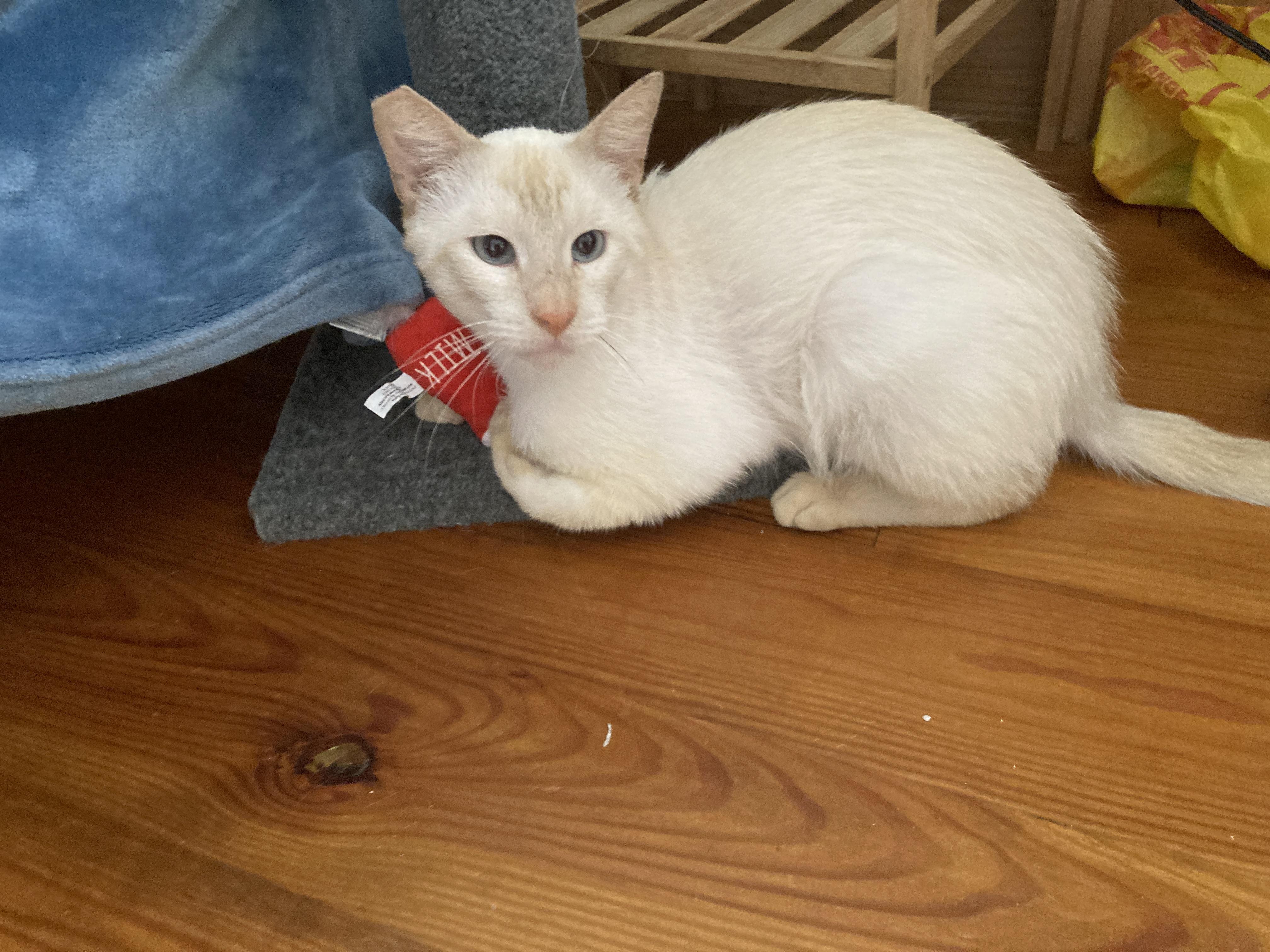 Enlarge Mousie, a Adopted Siamese in New Orleans, LA image 2/6