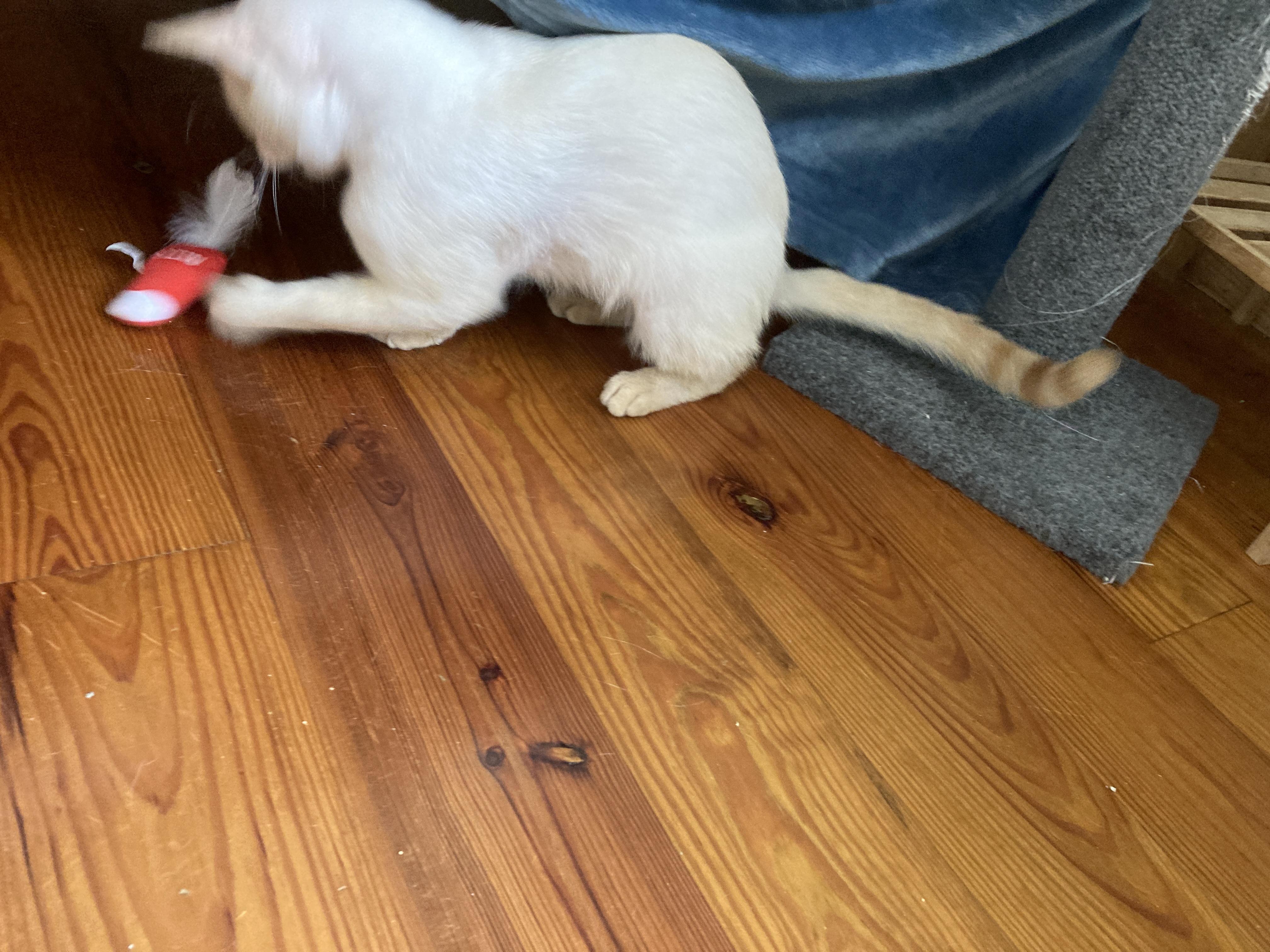 Enlarge Mousie, a Adopted Siamese in New Orleans, LA image 3/6