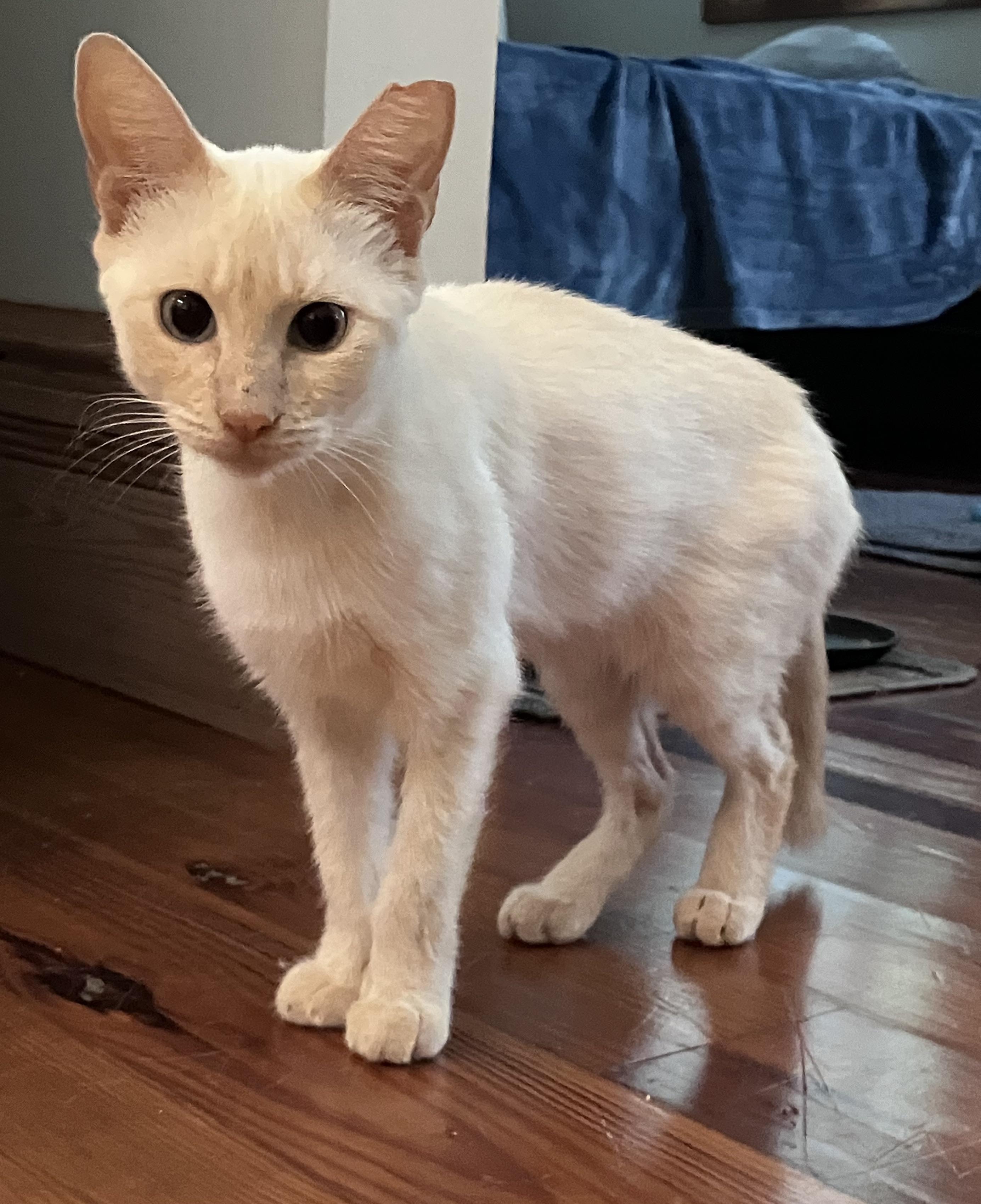 Enlarge Mousie, a Adopted Siamese in New Orleans, LA image 5/6