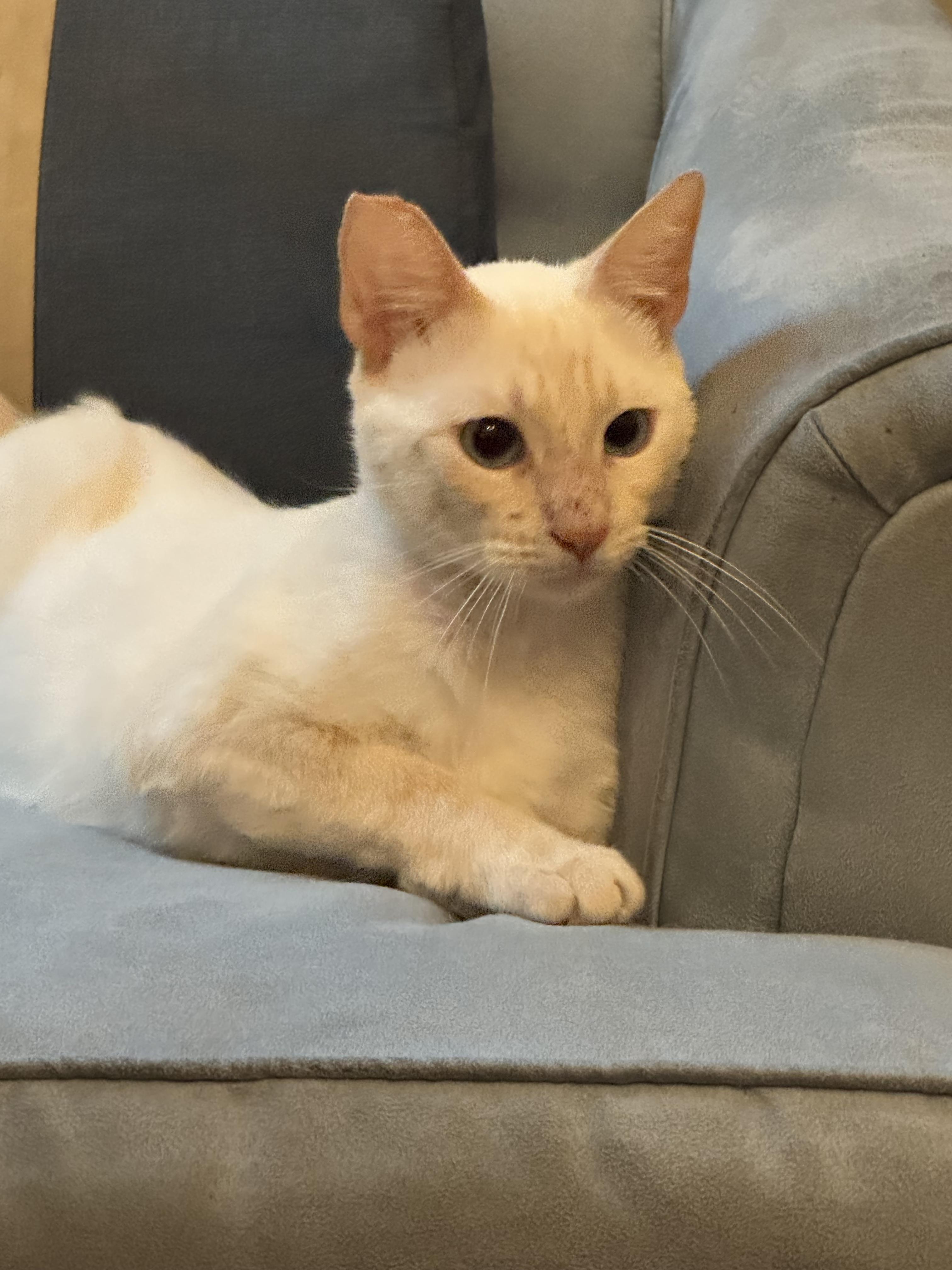 Enlarge Mousie, a Adopted Siamese in New Orleans, LA image 6/6