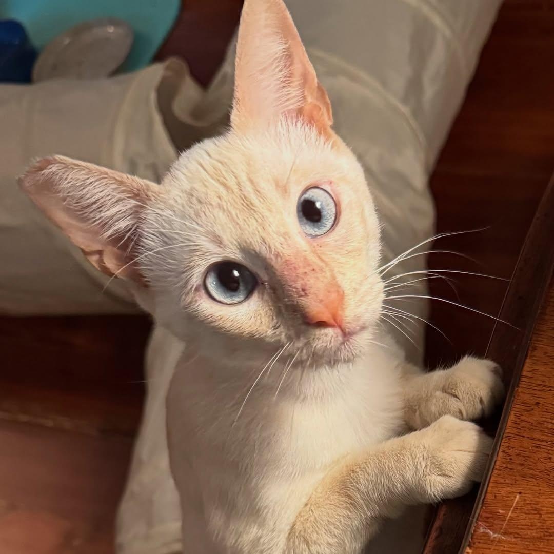 Enlarge Mousie, a Adopted Siamese in New Orleans, LA image 1/6