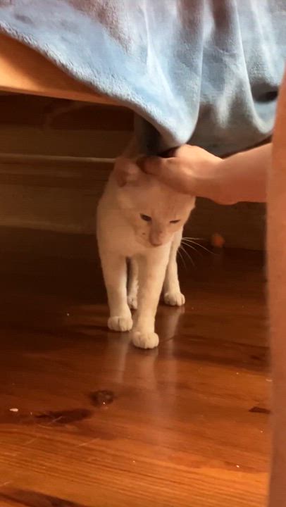 Enlarge Mousie, a Adopted Siamese in New Orleans, LA video 4/6