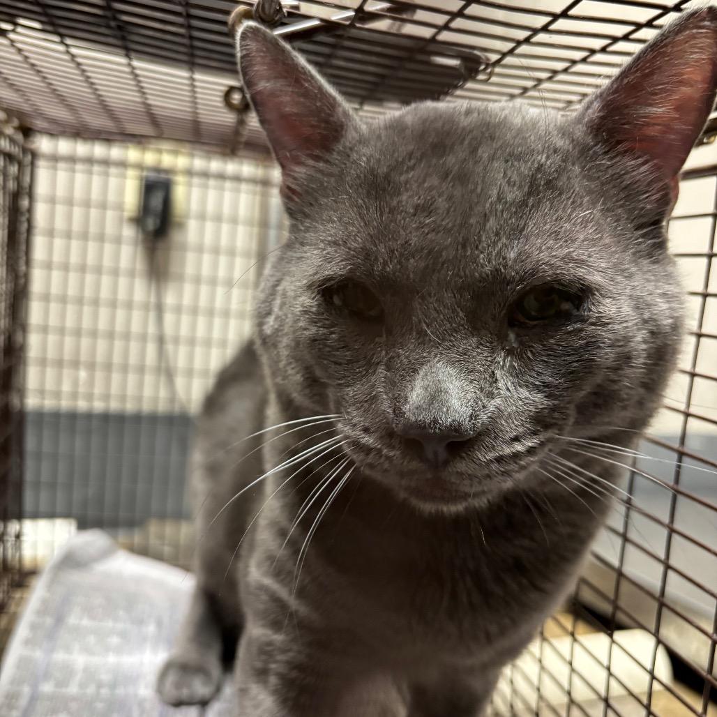Blue, Adoptable, Adult Male Domestic Short Hair.