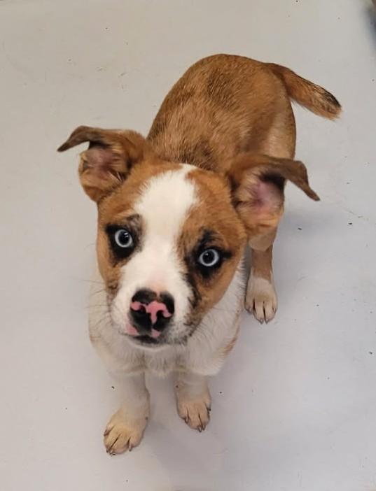Langston, ADOPTABLE, Young Male Australian Shepherd & Boston Terrier.