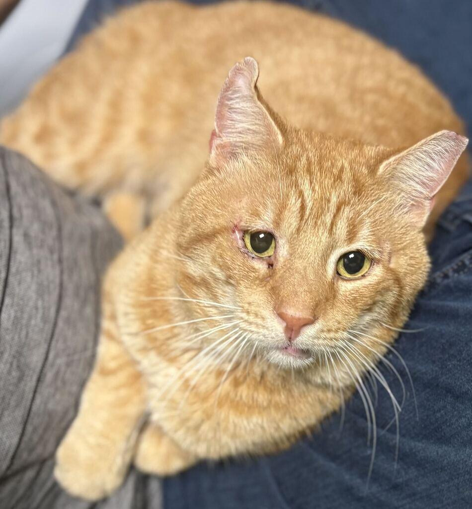 Enlarge Cashew, a Adoptable Domestic Short Hair in Jackson, MI image 4/4