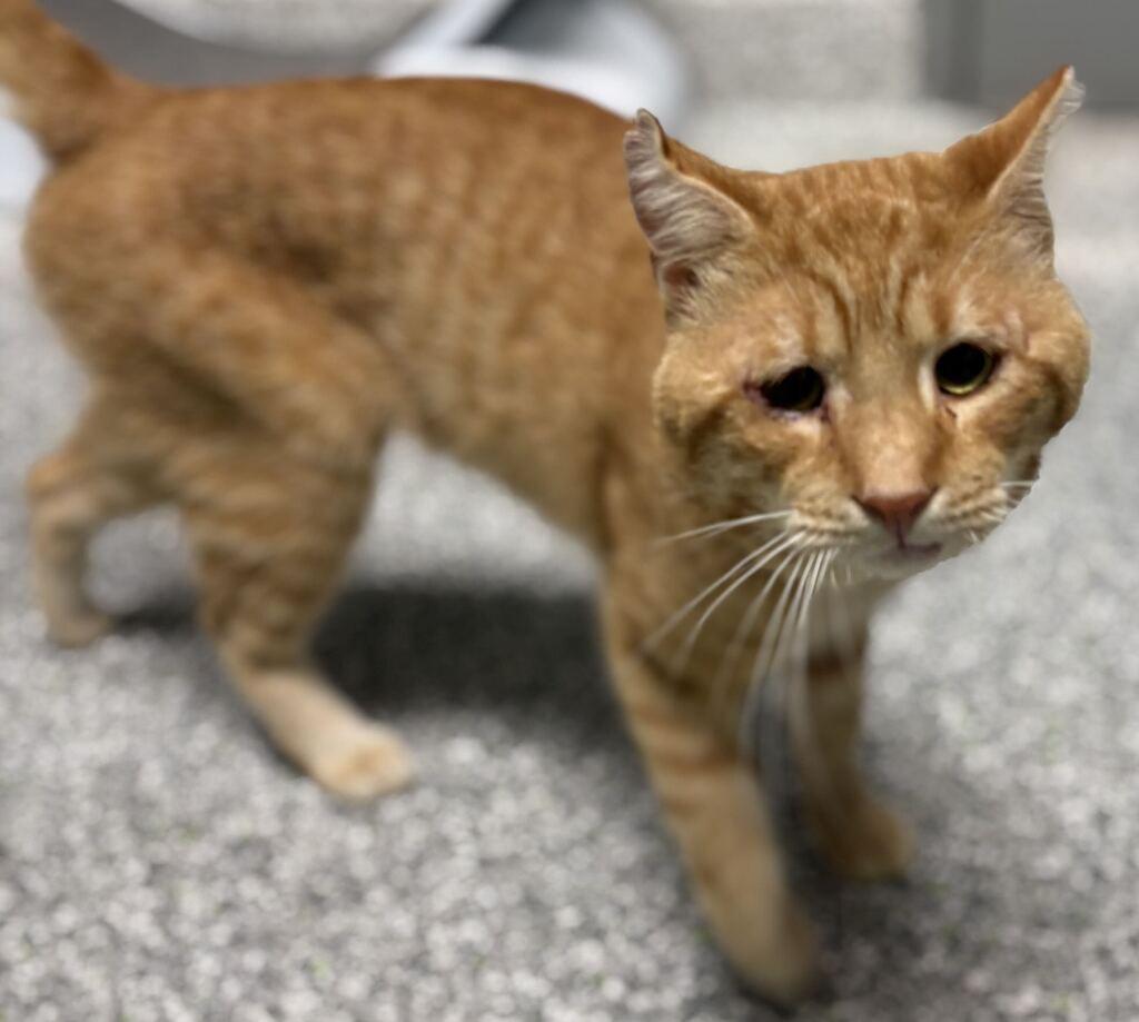 Cashew, Adoptable, Adult Male Domestic Short Hair.