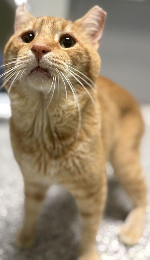 Enlarge Cashew, a Adoptable Domestic Short Hair in Jackson, MI image 3/4
