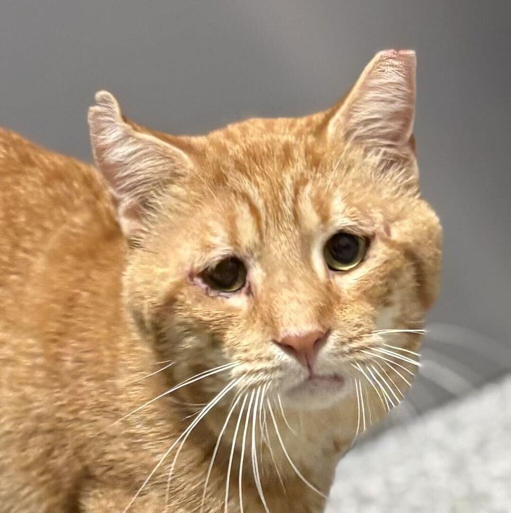 Enlarge Cashew, a Adoptable Domestic Short Hair in Jackson, MI image 2/4