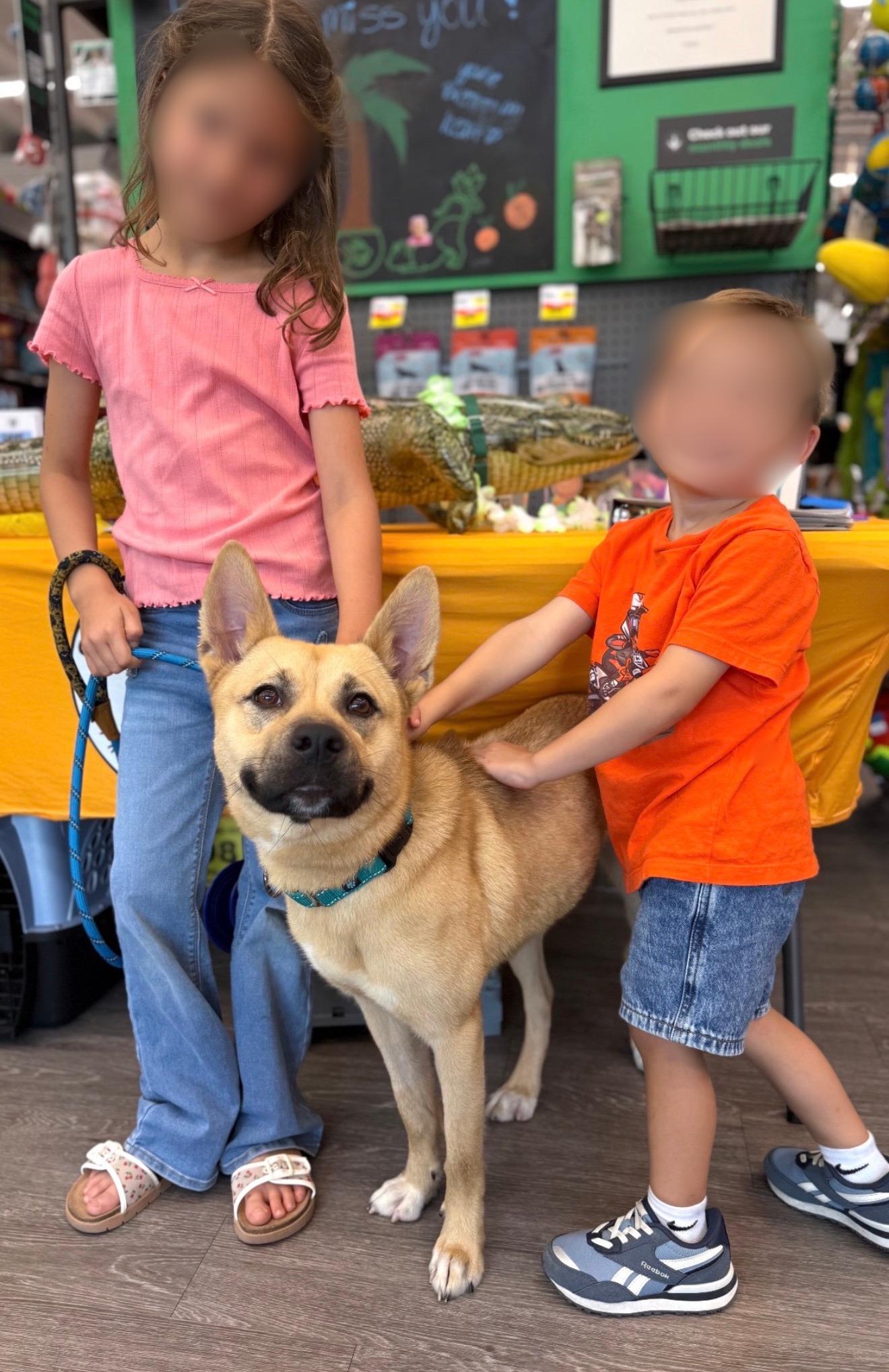 Enlarge Sunny Delight, a Adopted mixed breed in Atlanta, GA image 3/6