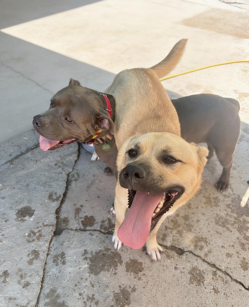 Enlarge Sunny Delight, a Adopted mixed breed in Atlanta, GA image 5/6