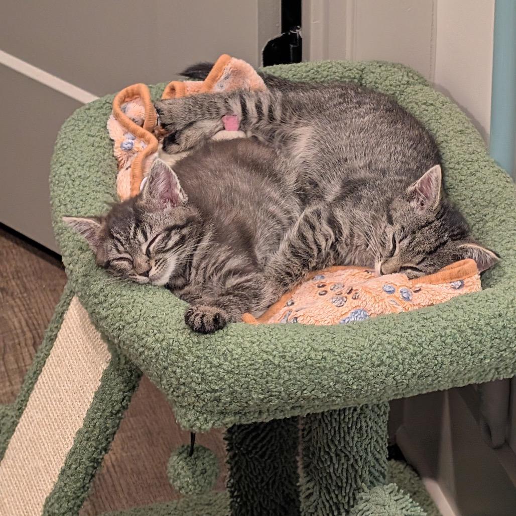 Enlarge Ethel, a Adoptable Domestic Short Hair in Arden, NC image 2/6